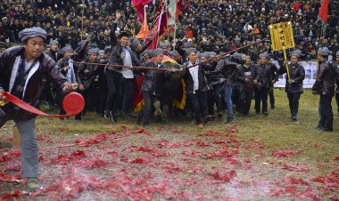 10月多彩贵州之侗族吃牯节及斗牛节、苗族吃新节摄影团（全球首发团）